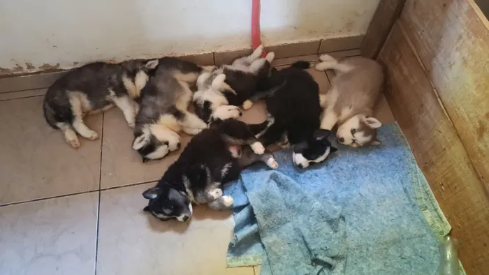 Lindos filhotes de husky