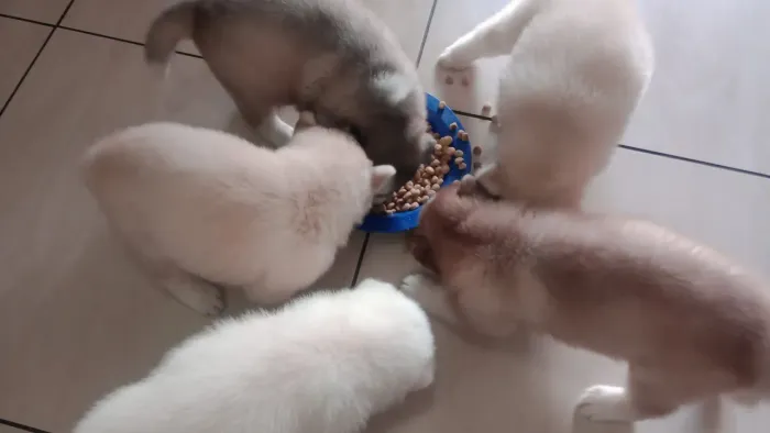 Husky siberiano