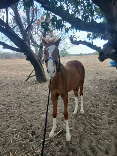 Potra  com linhagem de corrida