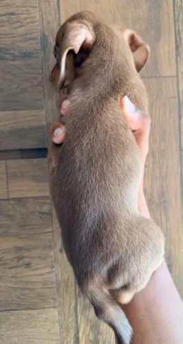 Lindíssima filhote de Dachshund 