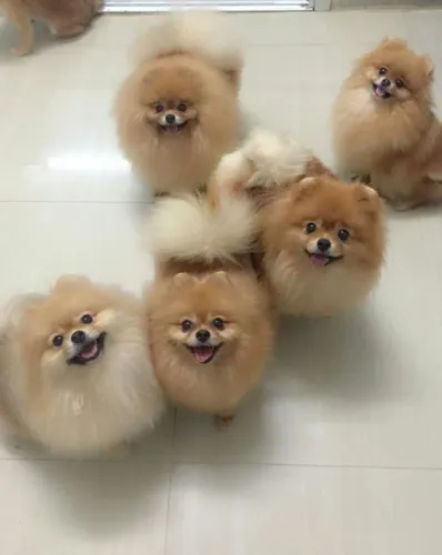 Filhotes De Spitz Alemão - A Felicidade Tem Quatro Patas E Está Esperando Você