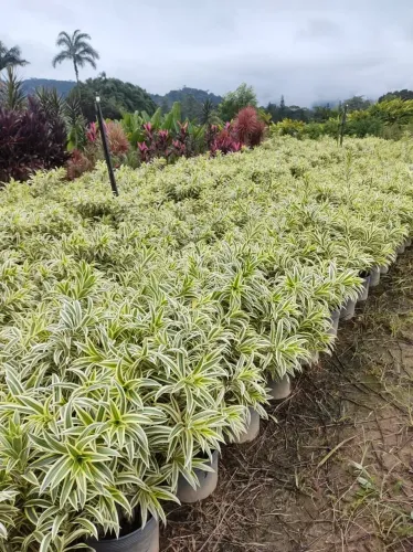 Dracena pleomelle