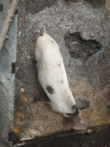 Leitão para vender ou bolada barato 