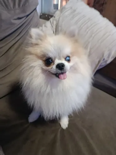 Lulu da Pomerânia com Pedigree na Promoção