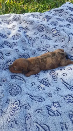 Disponível machinho e femea de salsicha/teckel/dachshund