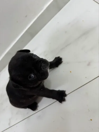 Filhotes de Bulldog Frances 