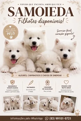 Filhotes Samoieda disponíveis