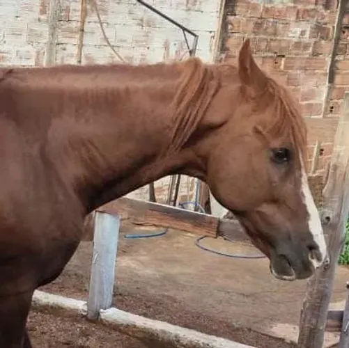 Cavalo Mangalarga Paulista