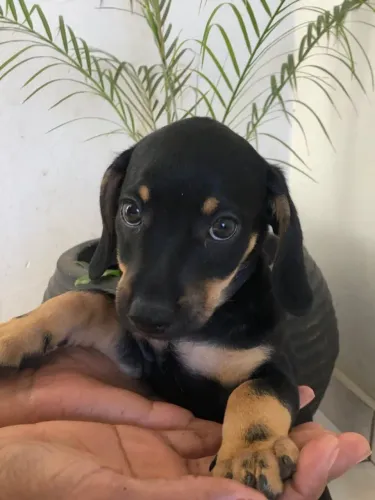Vendo filhote de salsicha Basset fêmea