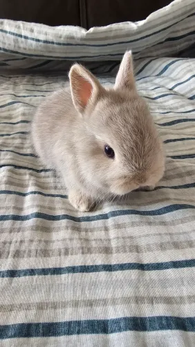 Lindo filhote de Mini Coelho Holandês macho