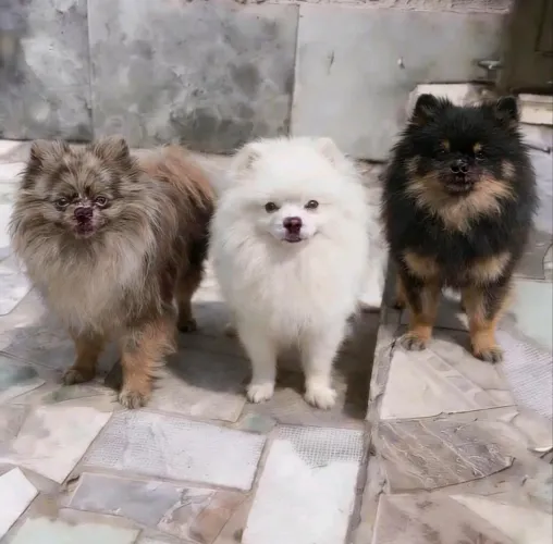 Vendo cruza cobertura, desses Lulu da pamerane.