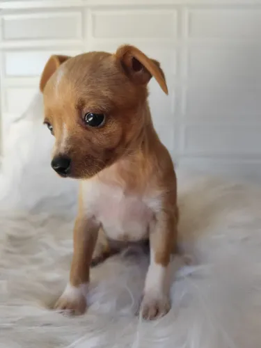 Pinscher (Fêmea )