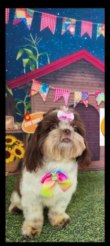 Shihtzu fêmea