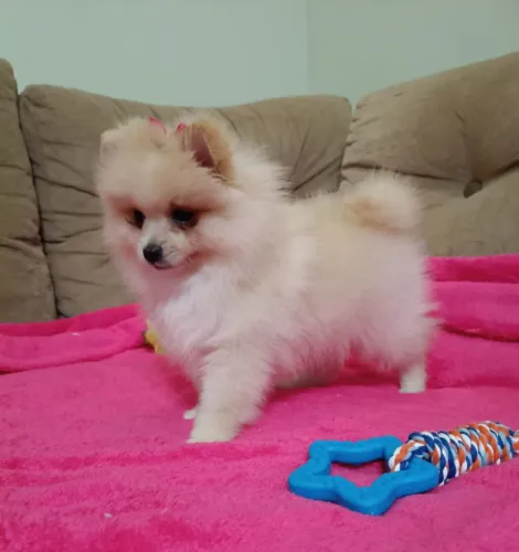 Spitz alemão Anã, em 10x no Cartão, com pedigree
