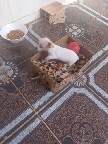 Pinscher 0