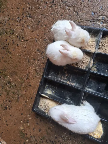 Eu estou vendendo  esses  coelhos 