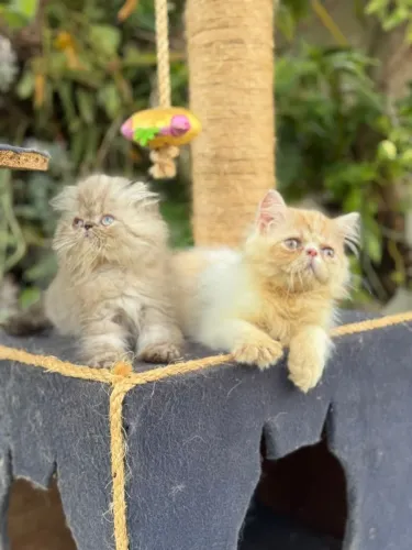 Gato Persa lindos filhotinhos com padrão de luxo