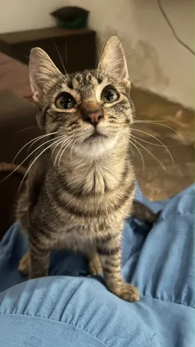 Gata fêmea 06 meses