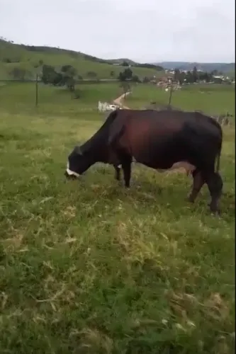 Vaca 8 meses de prenha muito boa de leite.