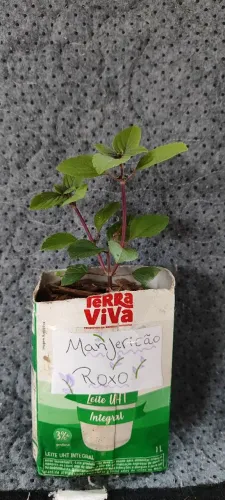 Muda de Manjericão-Roxo 