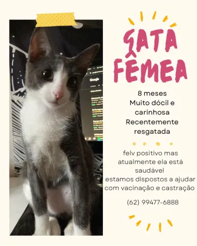Gata filhote super dócil para adoção responsável 