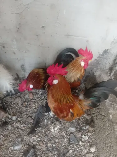Galos reprodutores 