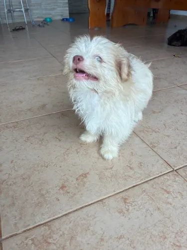 Filhote fofo
