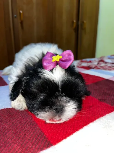 Filhotes de shitzu puro