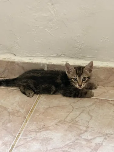 Gatinhos machos e gata para doação