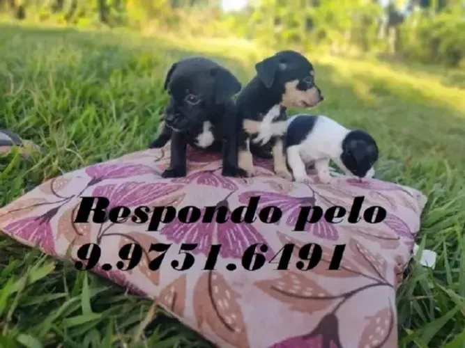 pinscher x chihuahua lindos filhotes