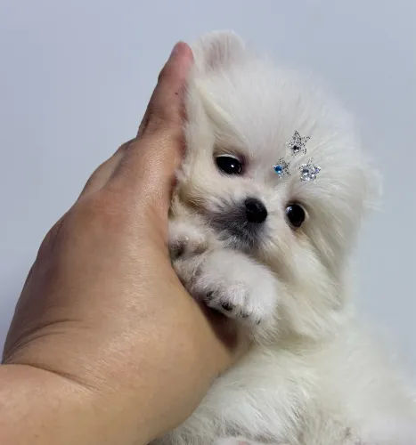 Lulu da pomerania anao macho top ursinho ambulante 