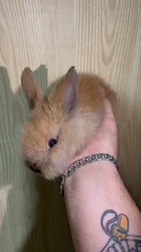 Mini coelhos