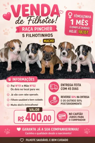 CACHORRO PINCHER
