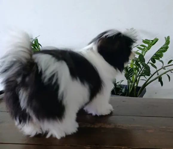 Vendo uma linda shih Tzu Fêmea 