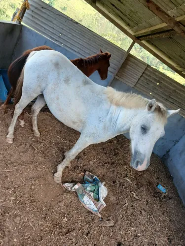 Egua piquira prenha e parida