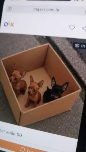 Pinscher Micro (00)