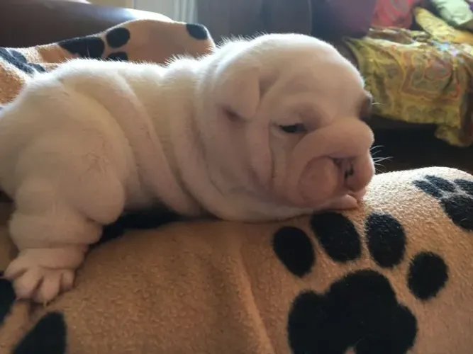 Bulldog Inglês,Bulldog Inglês Filhote Vacinado e Vermifugado