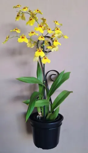 Suporte caracol