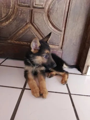 Filhotes de pastor alemão