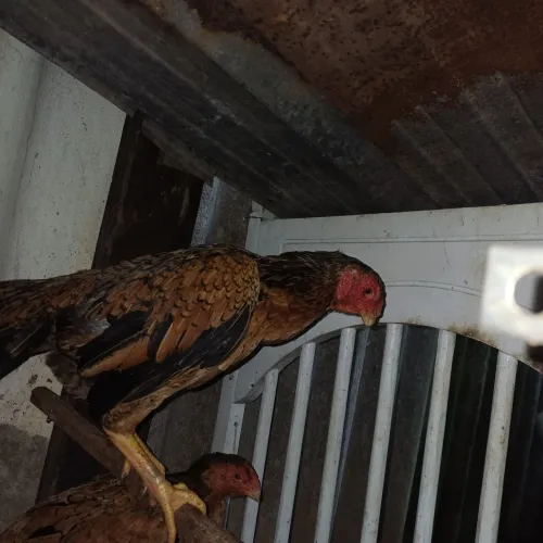 Franga bico curto
