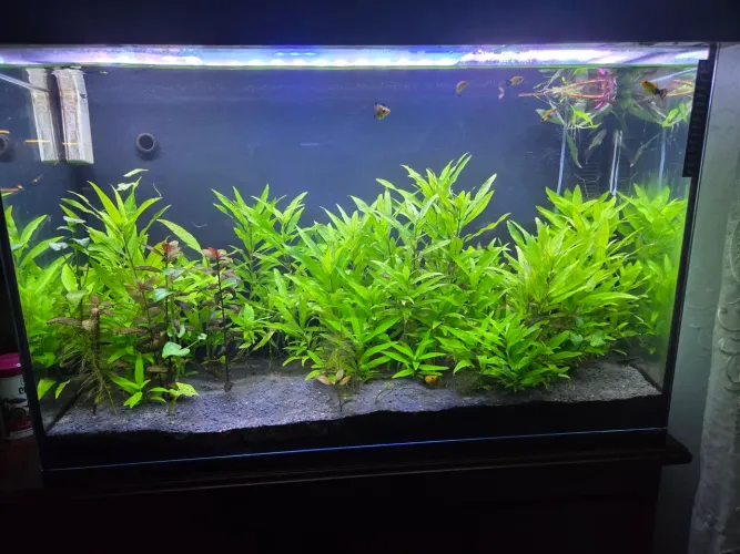 Aquário 120 litros + 40 litros de sump