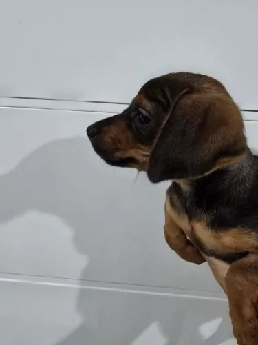 Presente de dia dos namorados filhote salsichinha 