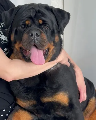 Rottweiler cabeça de touro # parcelo até 18x #