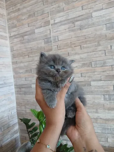 Gatos Persa disponíveis 