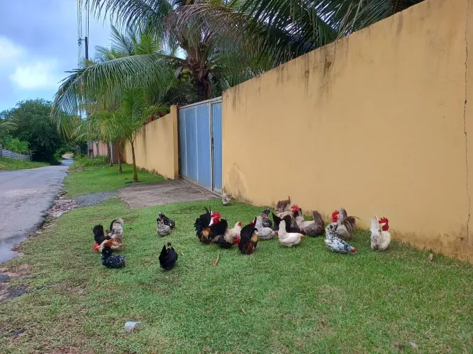 Vendo ovos de Nagazaki