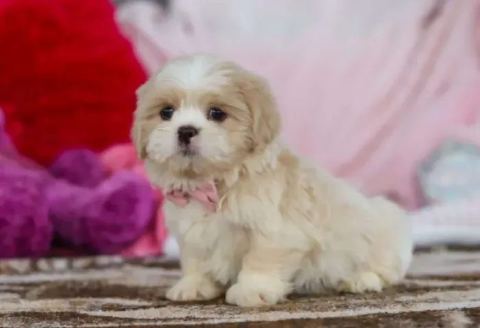 Filhotes de Lhasa Apso lindíssimos! Chama no WhatsApp agora!