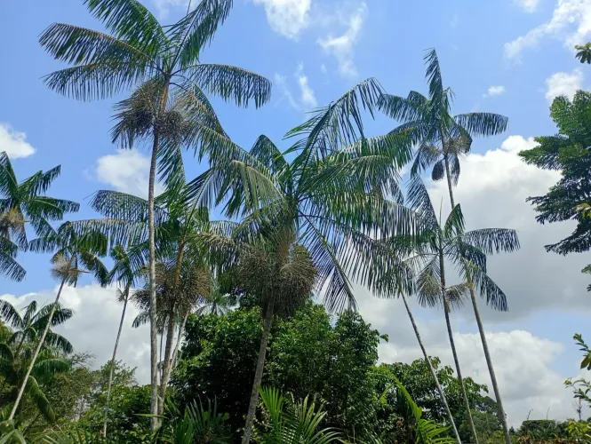 Vendo um terreno na alça viária km 28