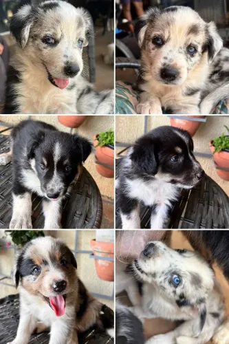 Border collie BLUE Merle Ótima Genética Fêmea
