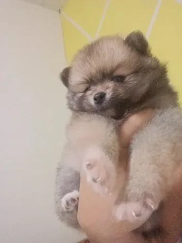 Spitz alemão