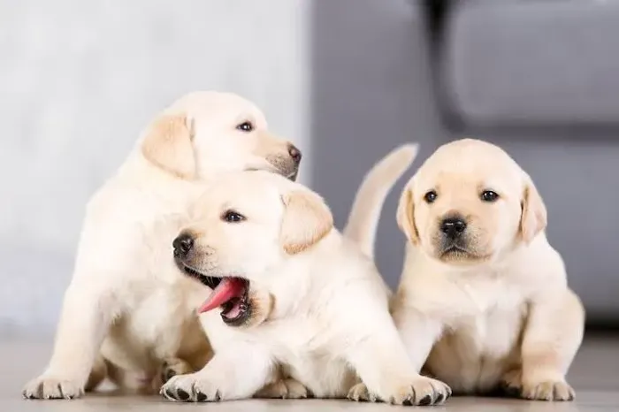 Labrador 